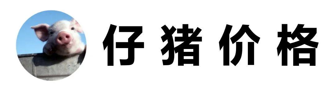 猪最新价格动态解析