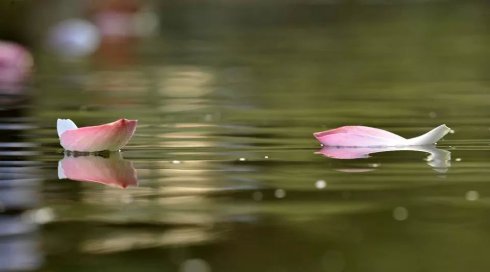 落花网前沿动态，引领潮流，探索最新发展